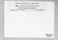 Phyllachora potentillae image